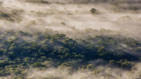 ユーカリの木が織りなす絶景 thumbnail