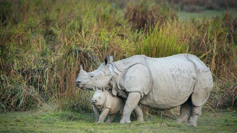 Bonding in the bush thumbnail