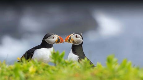 Puffins with a plan thumbnail