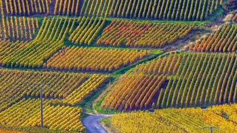 Mélodies au cœur des vignes thumbnail