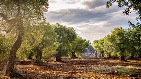 Many centuries of olive trees thumbnail