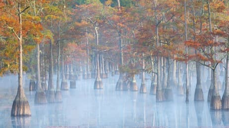 水に浮かぶ森 thumbnail