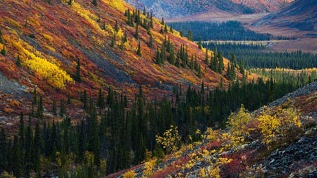 Crisp leaves, cool breeze thumbnail