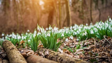 Der Frühling erwacht thumbnail