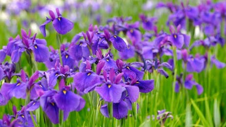 紫や白の花を咲かせる多年草 thumbnail