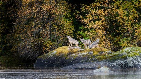 Wolves in the wild thumbnail