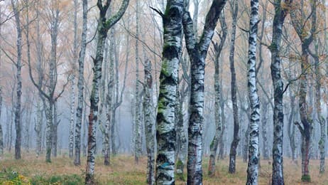 Hören Sie den Wald flüstern? thumbnail