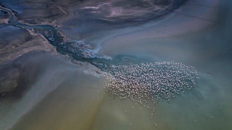 湖の上空を舞うコフラミンゴの群れ thumbnail