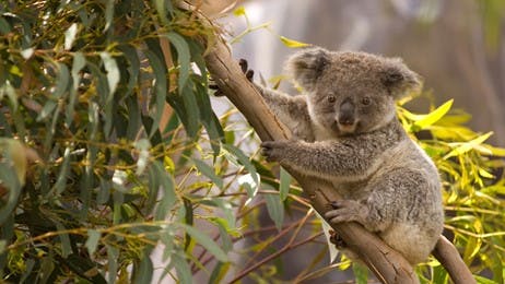 It’s Wild Koala Day! thumbnail