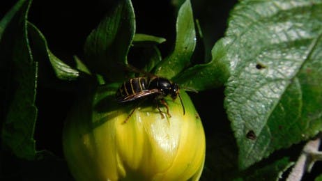 Wasp on an Dahlia thumbnail